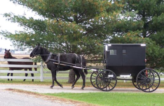 Amish Buggy © 2009 Sue Edmondson